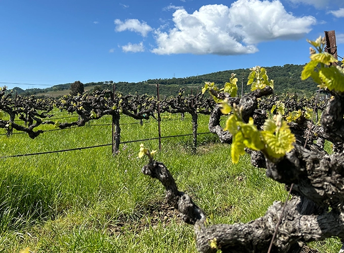 A vineyard with many vines in the foreground.